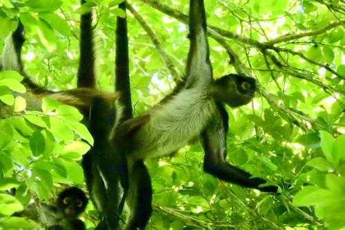 El mono ara&ntilde;a sorprende al visitante con su agilidad. (Foto: Archivo)