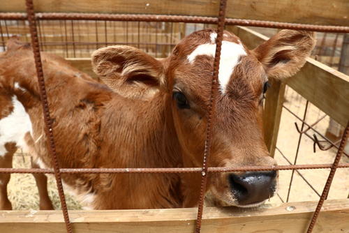 Tienen espacios dise&ntilde;ados para su descanso y bienestar. (Foto: Oswaldo Cop/Colaborador)
