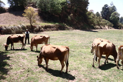 Se cuenta con extensas praderas para pastar. (Foto: Oswaldo Cop/Colaborador) 