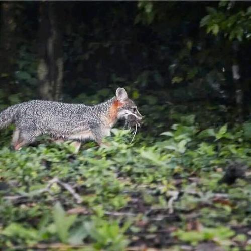 El bosque de niebla sirve de refugio para aves y mam&iacute;feros en peligro de extinci&oacute;n. (Foto: Carlos Monroy/Colaborador)