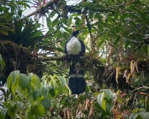 Aves &uacute;nicas de la regi&oacute;n habitan la sierra, por su clima y abundante comida. (Foto: Carlos Monroy/Colaborador)