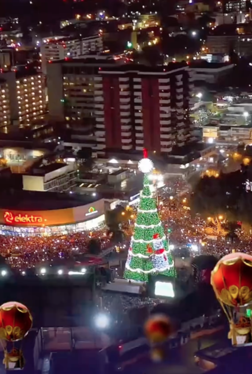 arbol gallo 25 diciembre