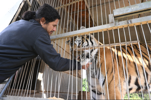 Tarz&aacute;n L&oacute;pez, administrador del circo, comparte con uno de los felinos. (Foto: Jos&eacute; Luis Pos/Colaboraci&oacute;n)
