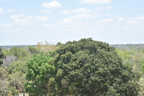 La Biosfera Maya se ve amenazada cada a&ntilde;o por la deforestaci&oacute;n e incendios forestales. (Foto: Carlos Pel&aacute;ez/Colaborador)