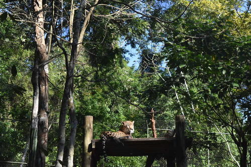 Alberga miles de especies de plantas y animales silvestres. (Foto: Carlos Pel&aacute;ez/Colaborador)