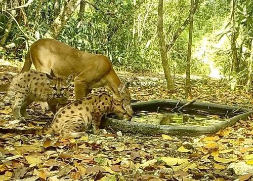 C&aacute;maras dentro de la reservan captan a la vida silvestre. (Foto: FB Francisco Asturias)