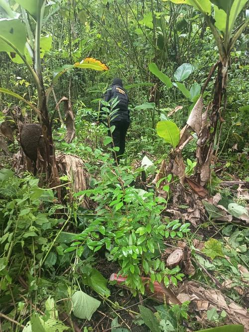 Im&aacute;genes de uno de los campos con plantaciones de coca ubicadas por las fuerzas de seguridad. (Foto: PNC/Soy502)