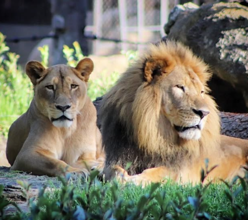El zool&oacute;gico se ha expandido en especies y en el tama&ntilde;o del recinnto conforme a los a&ntilde;os. (Foto: Instagram)