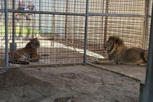 Le&oacute;n, tigre, El Progreso, Ministerio P&uacute;blico, Polic&iacute;a, delito ambiental, 02