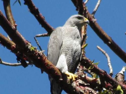 Gavil&aacute;n gris. La misi&oacute;n de Monroy: Salvar aves y bosques de San Miguel Pochuta. (Foto: Cortes&iacute;a de Andr&eacute;s Monroy)