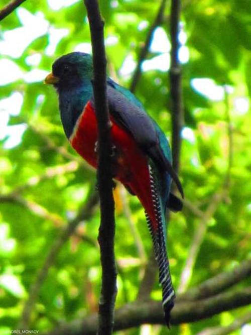 Quetzalillo Acollarado. Biodiversidad: Gu&iacute;a de aves impulsa conciencia en Pochuta. (Foto: Cortes&iacute;a de Andr&eacute;s Monroy)