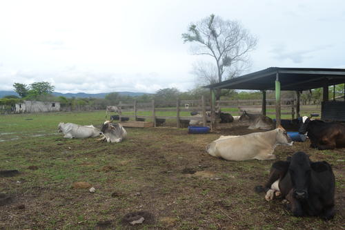 El ganado enfermo debe ser evaluado por expertos. (Foto: Élfego Escobar / Nuestro Diario) 