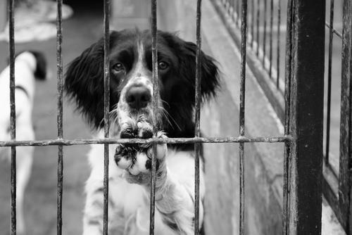 Con la nueva ley se busca ampliar las funciones de la Unidad de Bienestar Animal. (Foto: Archivo/Soy502)