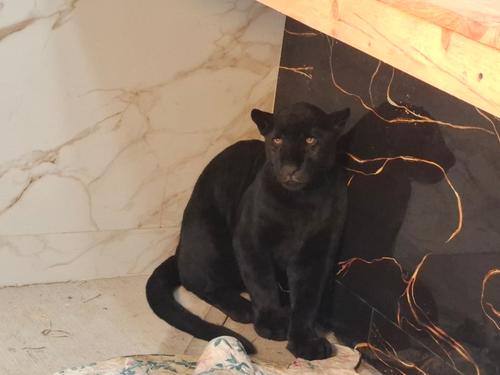 Este ejemplar de jaguar negro fue encontrado con vida aproximadamente a 500 metros del lugar donde residía. 
(Foto: CONAP)