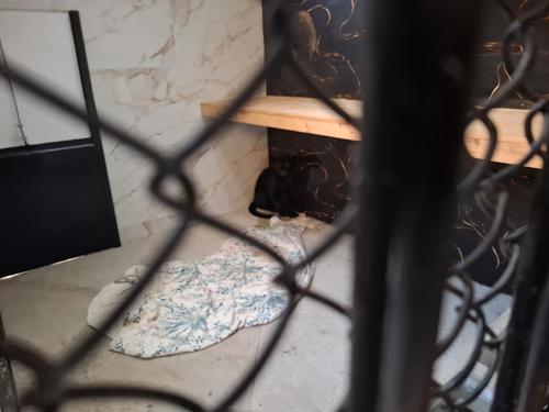 Los especialistas recomendaron mantener al jaguar en observación entre 10 y 15 días para garantizar su recuperación. (Foto: CONAP)