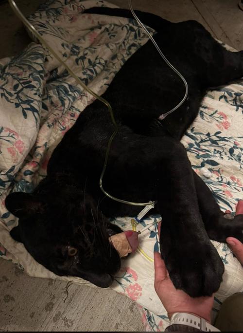 (Foto: Sangre Azul kennels/Parque Zoo Kalahari/Animal Conservation Guatemala)
