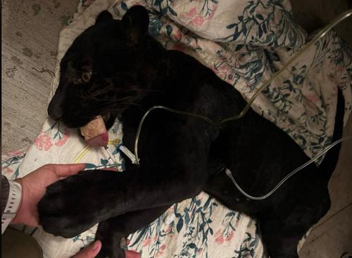 El jaguar fue anestesiado por seguridad y resguardo, para poderle brindar asistencia médica y garantizar su bienestar. (Foto: Sangre Azul kennels/Parque Zoo Kalahari/Animal Conservation Guatemala)