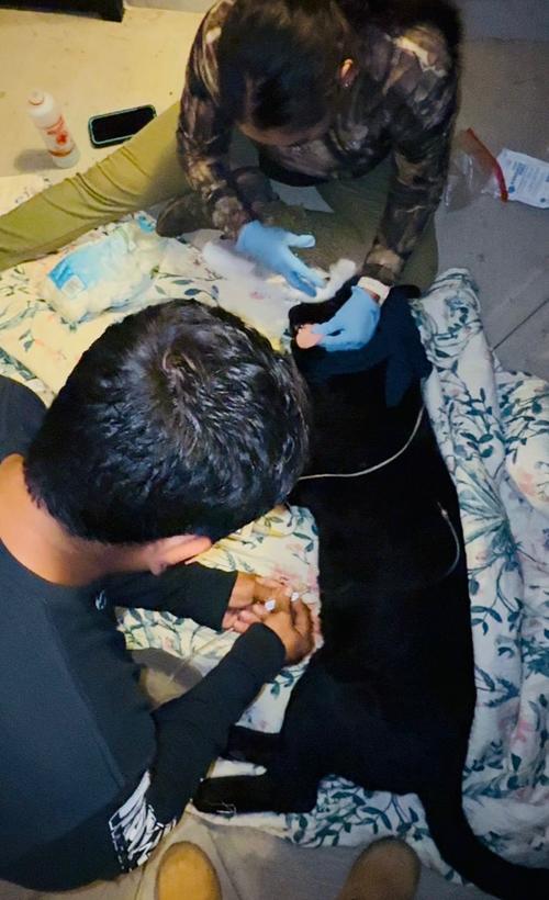 (Foto: Sangre Azul kennels/Parque Zoo Kalahari/Animal Conservation Guatemala)