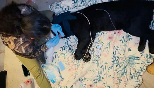 (Foto: Sangre Azul kennels/Parque Zoo Kalahari/Animal Conservation Guatemala)