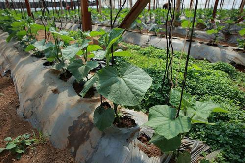 MAGA alerta heladas Guatemala 2024, Bajas temperaturas cultivos afectados Altiplano, 02