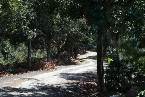A la casa patronal de la finca vinculada a Giammatte se llega por un camino de terracería. (Foto: Wilder López/Soy502)
