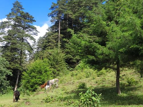 Estos árboles han sido plantados por voluntarios del programa Deja tu Huella. (Foto: Carmen Ordóñez/Colaboradora)