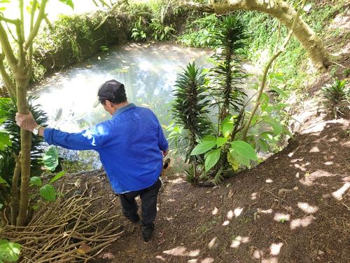 Árboles de distintas especies, coníferas, cipreses, pinos y otros habitan en esta granja. (Foto: Carmen Ordóñez/Colaboradora)