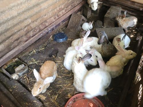 Crianza de conejos que son parte del ecosistema de la granja en El Platanar. (Foto: Carmen Ordóñez/Colaboradora)