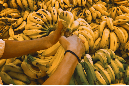 Guatemala es el principal proveedor de bananos y plátanos a EE.UU. (Foto: Canva/Soy502)