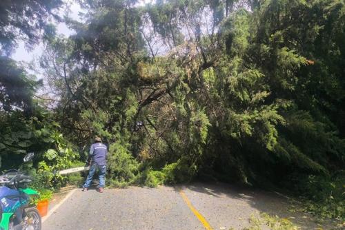 Un árbol de grandes dimensiones cayó durante la tarde en una ruta de Villa Canales. (Foto: Conred)