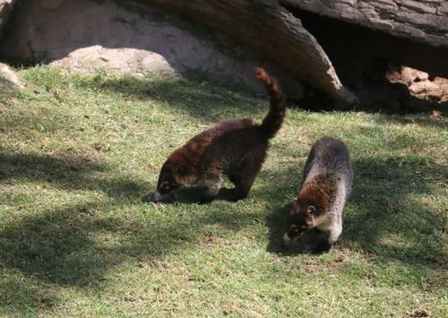 Varias especies de. mamíferos pueden observar los visitantes. (Foto: Oswaldo Cop/Colaborador)