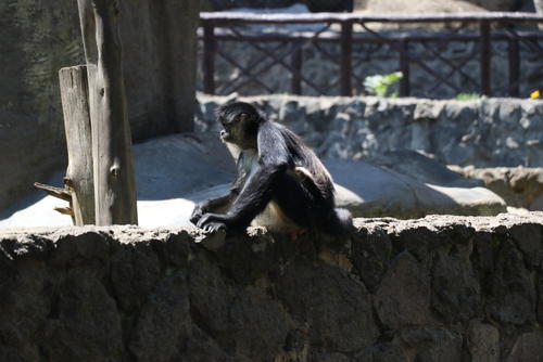 Los famosos monos se roban el show. (Foto: Oswaldo Cop/Colaborador)