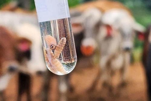 MAGA, Gusano barrenador, prevención, acciones, plaga, Guatemala, 02