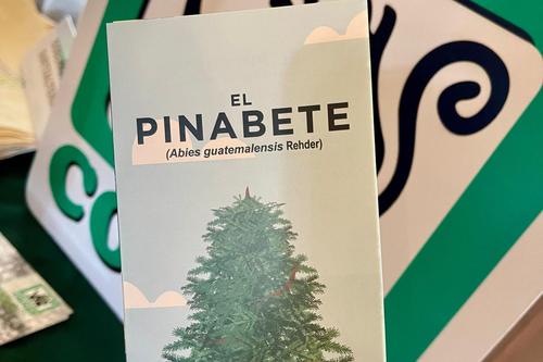 Conap, Inab, Conservación, pinabetes, época navideña, Guatemala, uso sostenible, 02