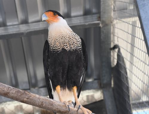 Caracaras, faisanes, avesturces, pijijes entre otros son de las aves que se pueden admirar en el recinto. (Foto: Juan Carlos Aquino/Colaborador)