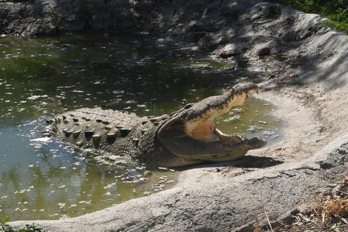 El cocodrilo americano despierta temor en quienes se acercan. (Foto: Juan Carlos Aquino/Colaboradora)