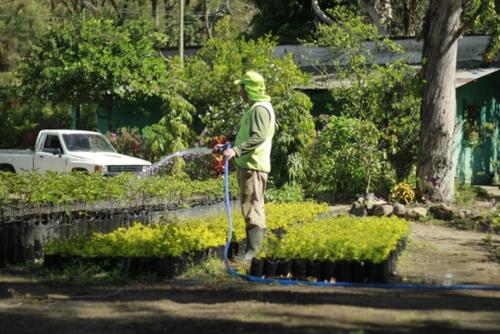 En el lugar se cultivan árboles para la reforestación. (Foto: Cortesía Municipalidad de Guatemala)