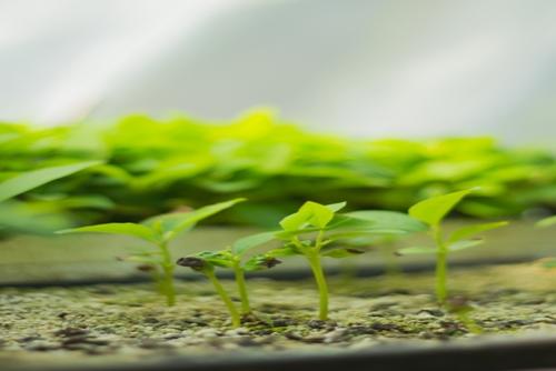 El sitio es cuidado por personal municipal. (Foto: Cortesía Municipalidad de Guatemala)