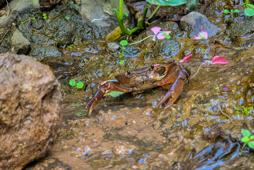 En el trayecto se pueden encontrar varios nacimientos de agua y cangrejos. (Foto: Ángel Revolorio/Colaborador)