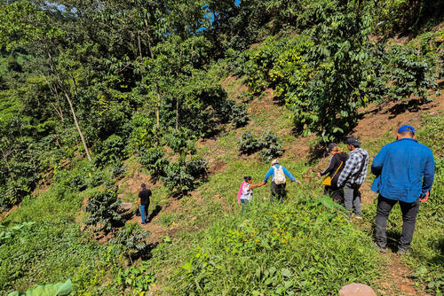 Los visitantes disfrutan de una experiencia inolvidable al caminar entre cafetales. (Foto: Ángel Revolorio/Colaborador)