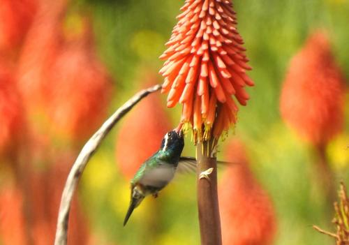 Este destino ha llevado un proceso para el registro de aves en diferentes senderos. (Foto: Alfonso Guárquez/Colaborador)