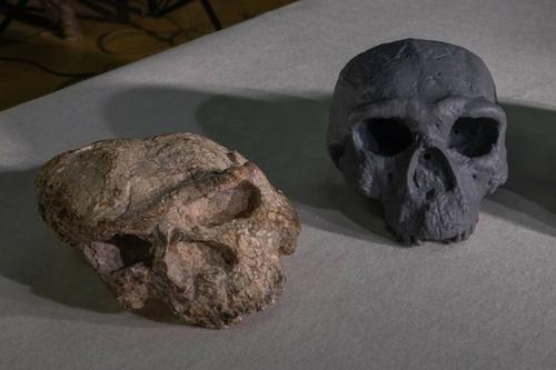 Cráneo Yunxian 2. (Foto: Museo Provincial de Hubei)