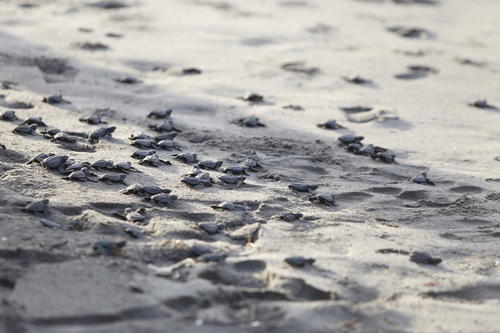 Con unas horas de vida inicia una carrera por la vida para estas pequeñas tortugas. (Foto: Jorge Senté)