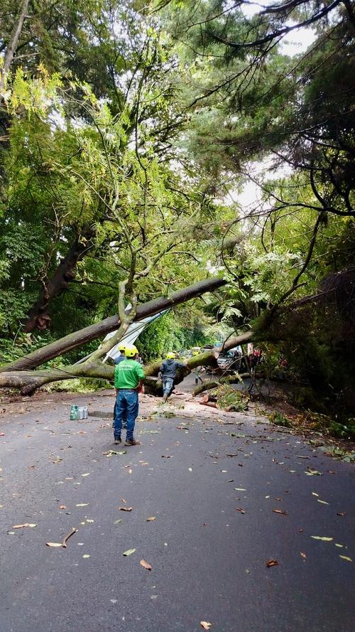 El árbol cayó debido a las lluvias registradas en el territorio nacional. (Foto: alcalde Yener Plaza)