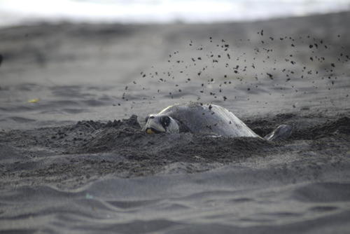 Hay gente encargada de la conservación de las tortugas. (Foto: archivo)