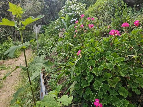 Durante el recorrido podrás observar las flores que se encuentran a la orilla del sendero. (Foto: Oswaldo Cop/Colaborador)