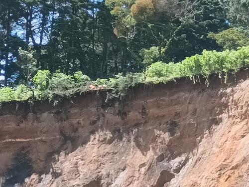 Entre los hallazgos en el lugar, se observaron tocones de árboles talados. (Foto: MP)