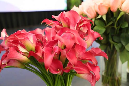 Guatemala ha tenido reconocimiento por su calidad, colores y belleza en ornamentales y flores, afirman los exportadores. (Foto: Agexport/Soy502)