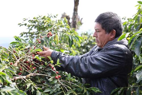 Don Germán es uno de los integrantes de la asociación de caficultores. (Foto: Oswaldo Cop/Colaborador)