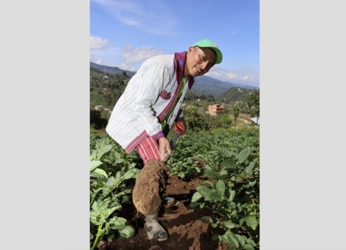 También han incursionado en otro tipo de cultivos, como la papa. (Foto: Oswaldo Cop/Colaborador)